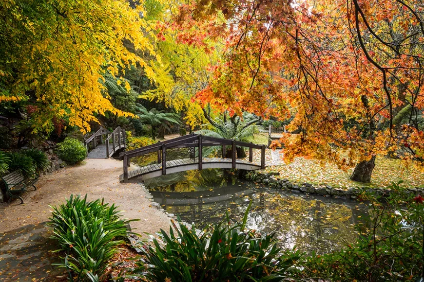 fall foliage in melbourne dandenong ranges national park, australia.